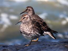 Attēlu rezultāti vaicājumam “Calidris maritima”