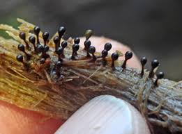 Attēlu rezultāti vaicājumam “Trichia botrytis var. cerifera spores”