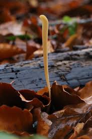 Attēlu rezultāti vaicājumam “Symphytocarpus flaccidus young”