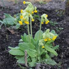 Attēlu rezultāti vaicājumam “Primula veris leaf”