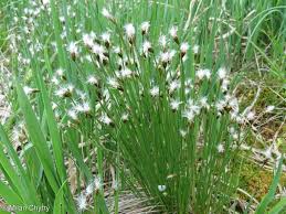 Attēlu rezultāti vaicājumam “Trichophorum alpinum fruit”