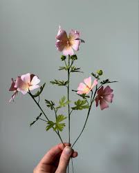 Image result for Malva moschata