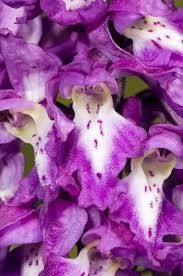 Attēlu rezultāti vaicājumam “Orchis mascula flower”
