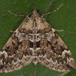 Attēlu rezultāti vaicājumam “Thera variata”