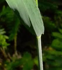 Attēlu rezultāti vaicājumam “Milium effusum leaf”