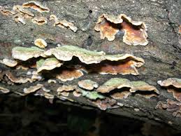 Attēlu rezultāti vaicājumam “Lycogala asperum macro”