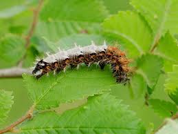 Attēlu rezultāti vaicājumam “Polygonia c-album larva”