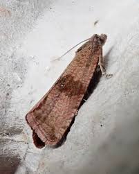 Attēlu rezultāti vaicājumam “Celypha striana”