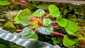 Attēlu rezultāti vaicājumam “Trapa natans”