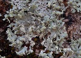 Attēlu rezultāti vaicājumam “Physcia tenella”