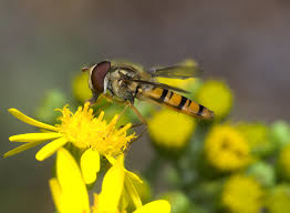 Attēlu rezultāti vaicājumam “Episyrphus balteatus”