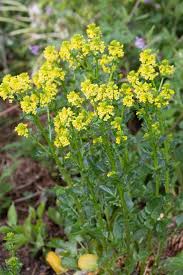 Attēlu rezultāti vaicājumam “Barbarea vulgaris subsp. arcuata fruit”