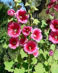 Attēlu rezultāti vaicājumam “Alcea rosea flower”