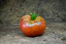 Afbeeldingsresultaat voor CDB tomato