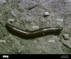 Attēlu rezultāti vaicājumam “Ommatoiulus sabulosus”