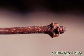 Attēlu rezultāti vaicājumam “Acer saccharinum bud”