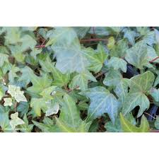 Attēlu rezultāti vaicājumam “Hedera helix”