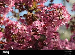 Attēlu rezultāti vaicājumam “Malus purpurea flower”