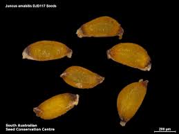 Attēlu rezultāti vaicājumam “Juncus bufonius fruit”