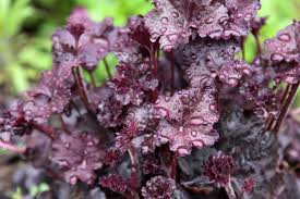 Image result for HEUCHERA americana 'Palace Purple Auslese'
