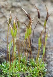 Attēlu rezultāti vaicājumam “Aloina rigida”