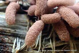 Attēlu rezultāti vaicājumam “Physarum bryomacrocarpum macro”