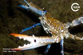 Image result for Callinectes sapidus