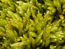 Attēlu rezultāti vaicājumam “Cirriphyllum piliferum”