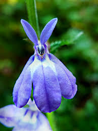 Attēlu rezultāti vaicājumam “Campanulaceae”