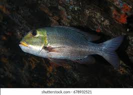 Image result for Monotaxis grandoculis