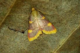 Attēlu rezultāti vaicājumam “Hypsopygia costalis”