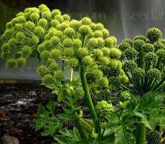 Image result for Angelica archangelica