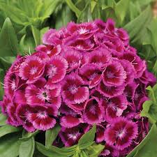 Image result for Dianthus barbatus