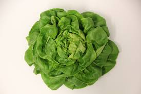 Image result for Kopfsalat