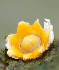 Attēlu rezultāti vaicājumam “Hemitrichia decipiens stalked”