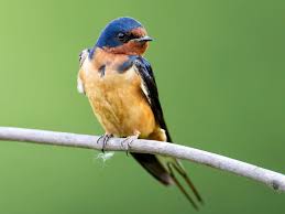 Attēlu rezultāti vaicājumam “Hirundo rustica juvenile”