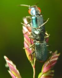 Attēlu rezultāti vaicājumam “Malachius bipustulatus”