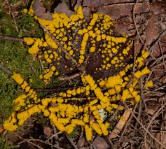 Attēlu rezultāti vaicājumam “Fuligo septica var. flava”