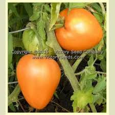 Afbeeldingsresultaat voor oranje van goeienbier tomato