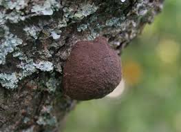 Attēlu rezultāti vaicājumam “Reticularia lycoperdon young”