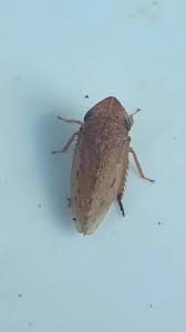 Attēlu rezultāti vaicājumam “Blepharidopterus angulatus imago”