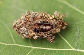 Attēlu rezultāti vaicājumam “Anarta myrtilli larva”