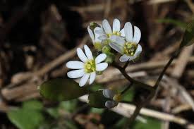Attēlu rezultāti vaicājumam “Erophila verna flower”