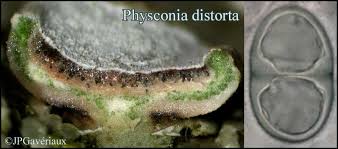 Attēlu rezultāti vaicājumam “Physconia distorta”