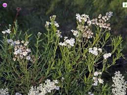 Attēlu rezultāti vaicājumam “Achillea salicifolia flower”