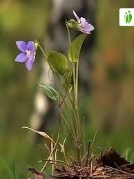 Attēlu rezultāti vaicājumam “Viola canina fruit”