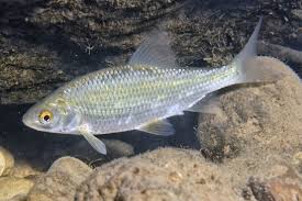 Image result for Rutilus caspicus