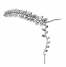 Attēlu rezultāti vaicājumam “Utricularia intermedia leaf”