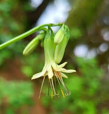 Attēlu rezultāti vaicājumam “Tubifera montana young”