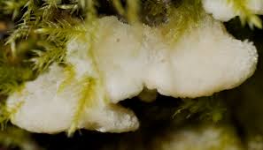 Attēlu rezultāti vaicājumam “Rigidoporus crocatus”